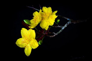 08164908 tho hoa mai