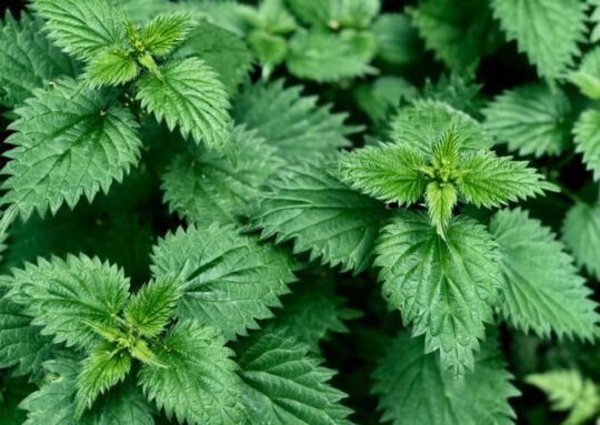 Cay tam ma Paul Morley Unsplash 540x383