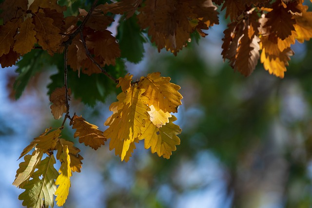 autumn 3846665 640