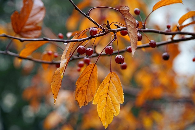 autumn 7653897 640