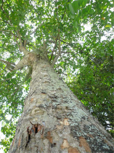 caosutamsu 1