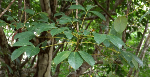 caosutamsu 2