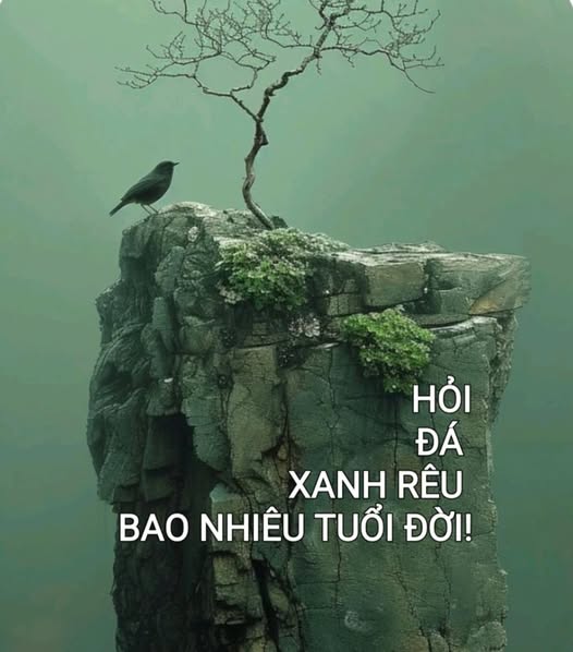 hoidaxanhreubaonhieutuoidoi