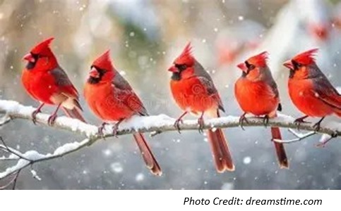 nhungdomluamuadong 1