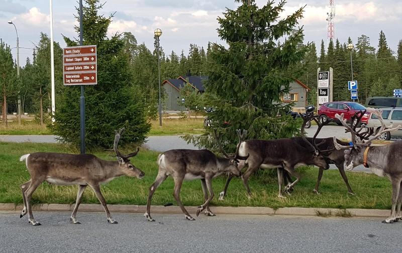 tu trai tim trang den mui bac3
