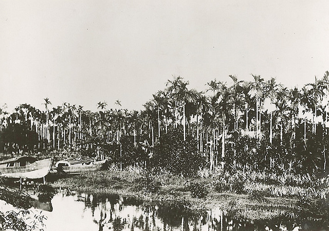 18thonvuontrau