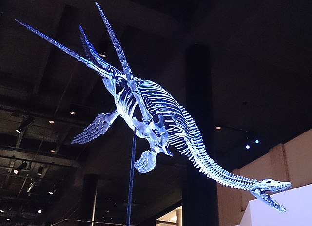 Paleo Hall at HMNS plesiosaur