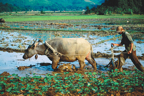 ca dao tuc ngu ve van hoa nong nghiep 6 png