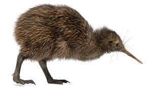 chimkiwi