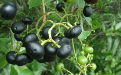 canhchua traigiac