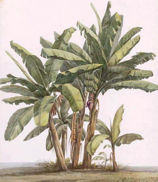 caychuoi