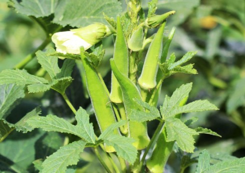 daubap