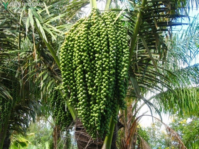 cayquanglang