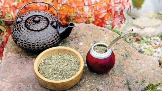 yerba mate