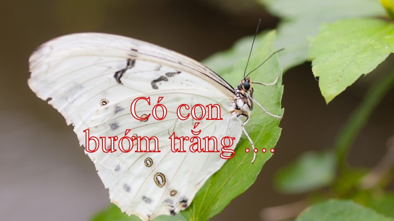BuomTrang2 800x450