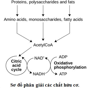 nuocmam11