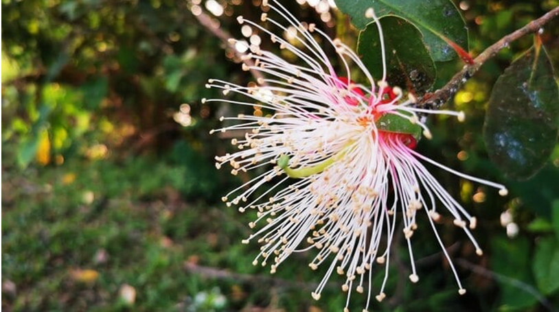 bongban