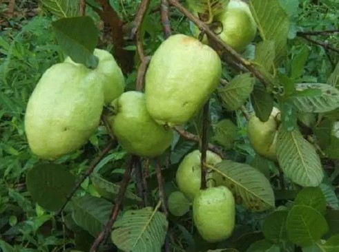 cayoixali