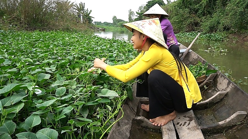 rau muong