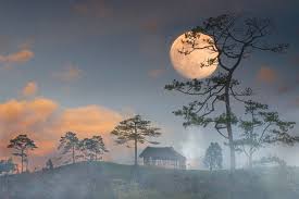 vangtrangmuaha