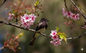 xuandenlamchidaochim