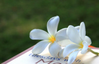 Lục Bát Tình Thơ - Lâm Băng Phương