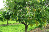 Cây Khế Ngày Xưa - Phan Lạc Tiếp