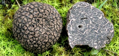 Tuber indicum