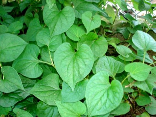 raudiepca