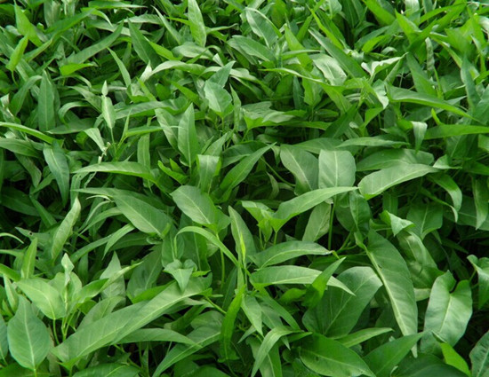 raumuong