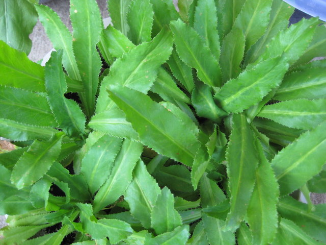 raungogai