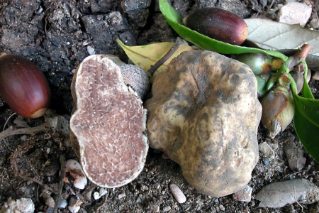 tuber magnatum
