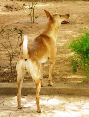 chovangVN