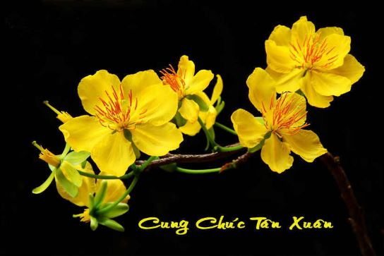 cungchuctanxuan1