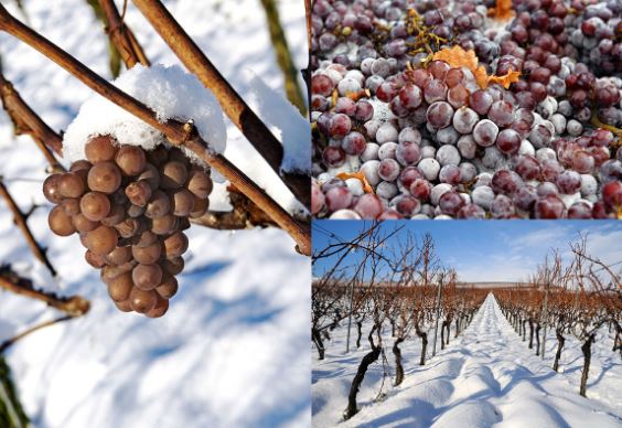 eiswein