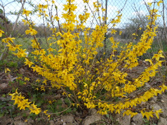 forsythia