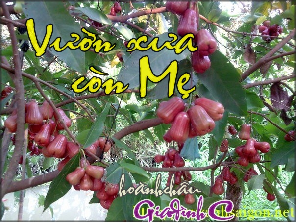 vuonxuaconme cayman