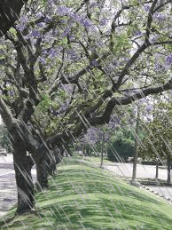 Thangsaumuabay