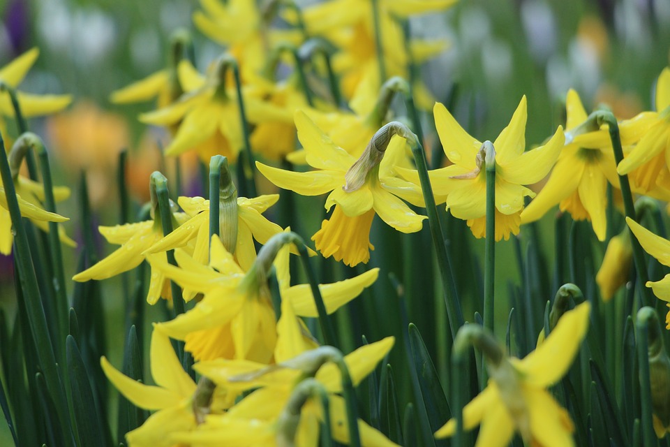 daffodil
