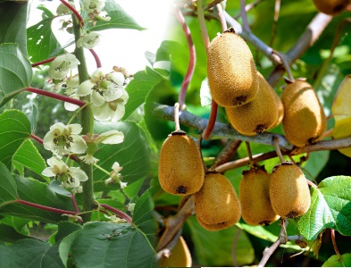 dayleokiwi