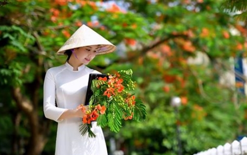 hoa phuong do mua ha