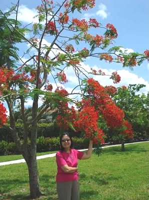 hoaphuongxunguoi2