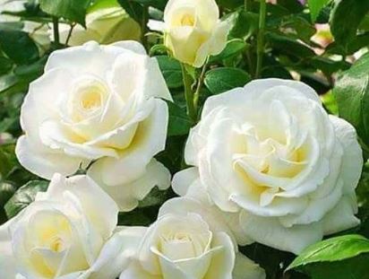 whiterose