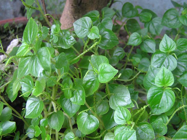 raucangcua1