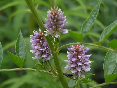 thaomoctricotruong camthao