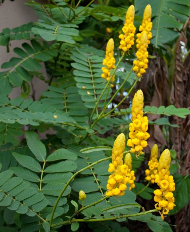 thaomoctricotruong muongtrau