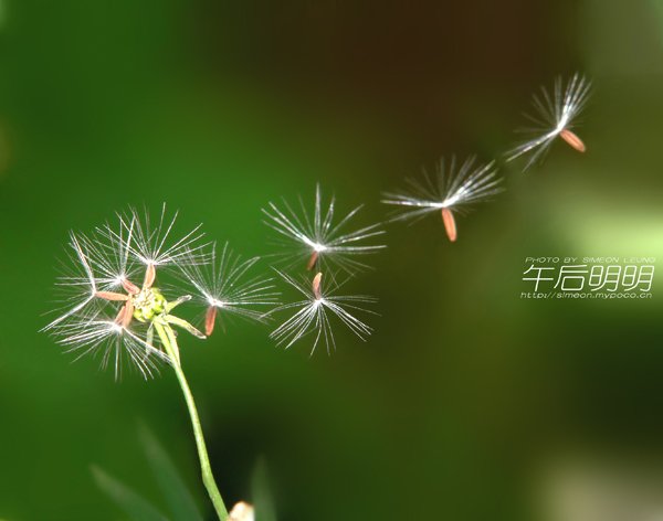 tinhdoi