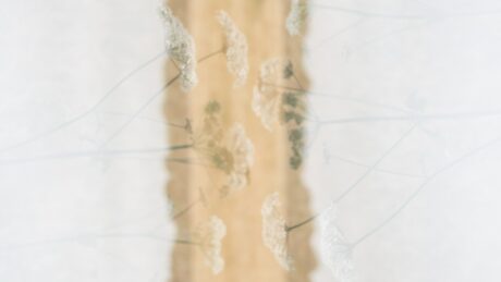 annie spratt WAIKd1DYO7w unsplash 460x259