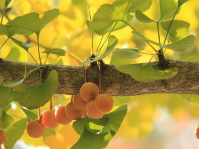 bachqua ginkgo