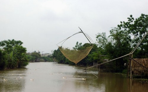cai vo 500x313